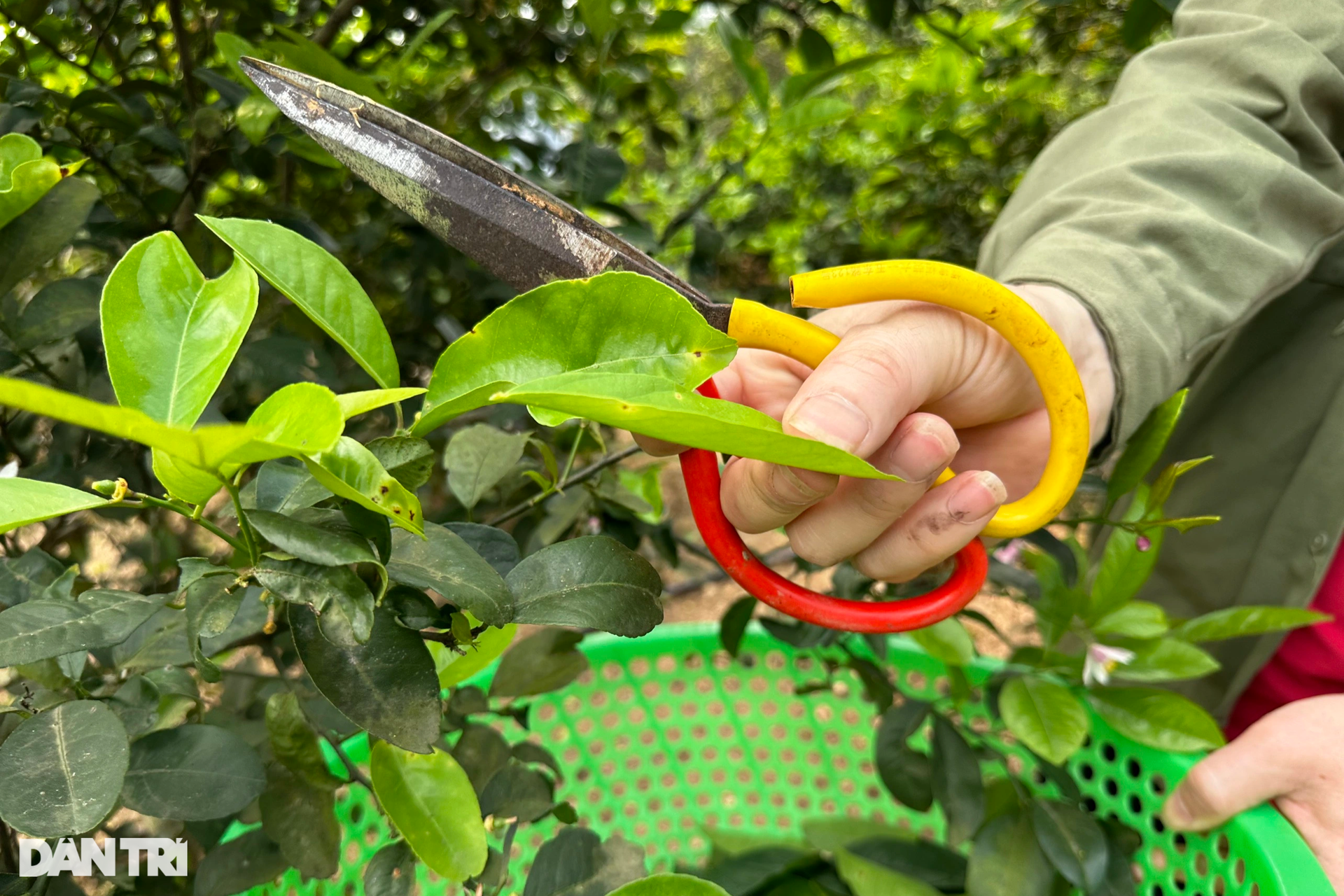 Việc nhẹ, mang lại thu nhập khá nhờ loại lá phổ biến ở vùng nông thôn - 6 Việc nhẹ, mang lại thu nhập khá nhờ loại lá phổ biến ở vùng nông thôn - 6
