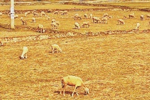 Ninh Thuận đang trải qua hạn hán khốc liệt nhất 2 thập kỷ qua