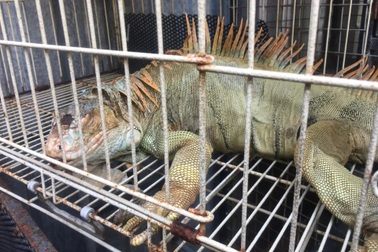 Phát hiện 75 con rồng Nam Mỹ bị nuôi nhốt trái phép ở TPHCM