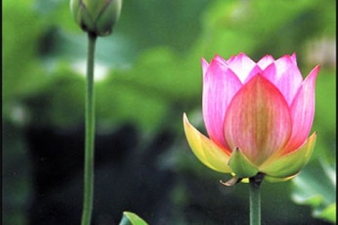 Tứ cốt tử làm người