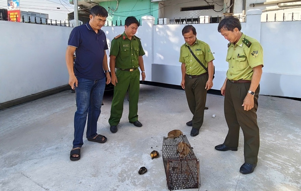 Người dân giao nộp 2 con cù lần quý hiếm cho lực lượng chức năng ở Lâm Đồng - 1 Người dân giao nộp 2 con cù lần quý hiếm cho lực lượng chức năng ở Lâm Đồng - 1
