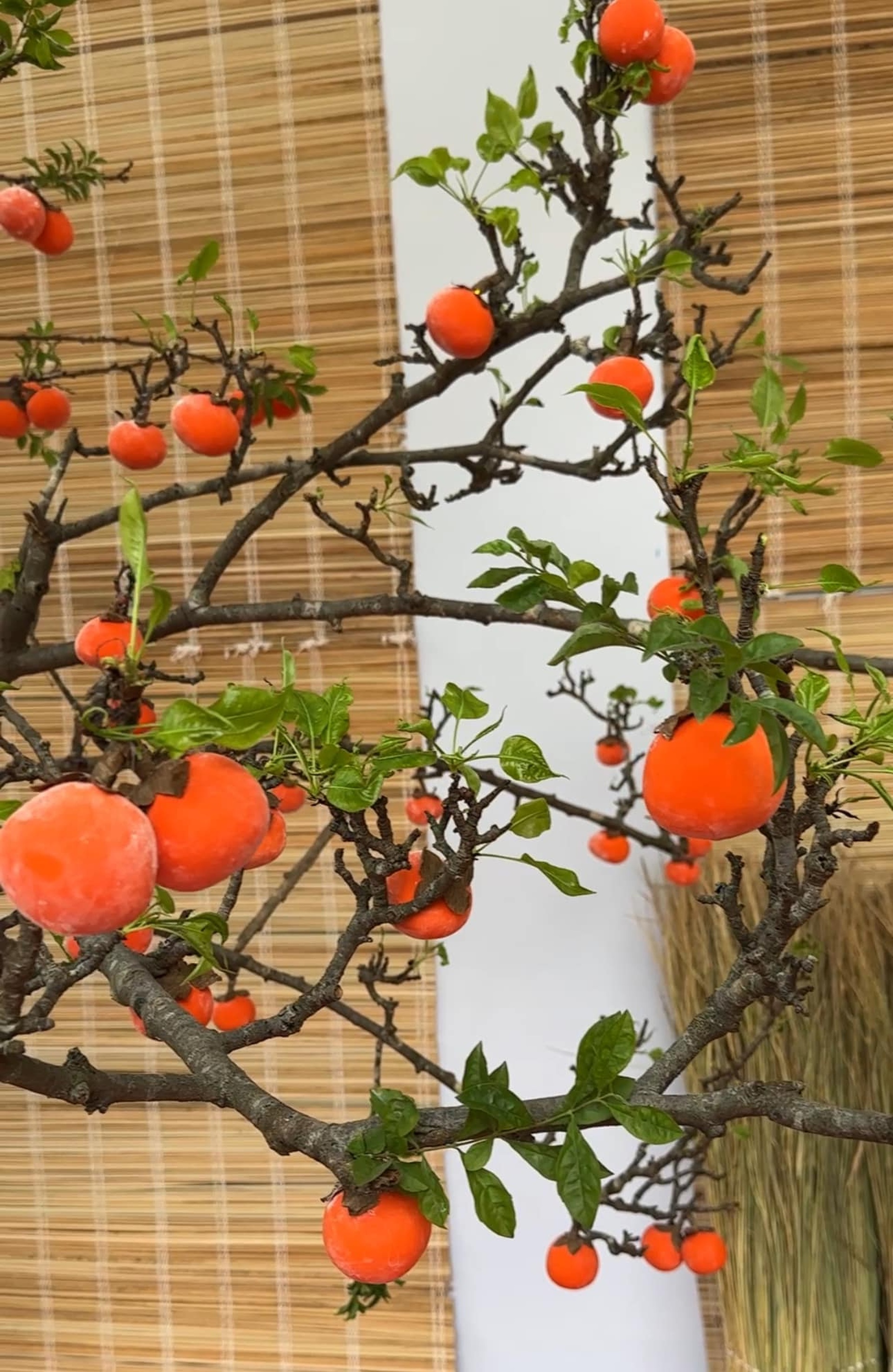 Mẹ đảm ở Hà Nội gợi ý cách làm cành hồng trang trí Tết - 3 Mẹ đảm ở Hà Nội gợi ý cách làm cành hồng trang trí Tết - 3