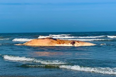 Xác cá voi "khủng" dạt vào bờ biển Hà Tĩnh
