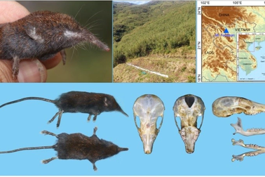 Phát hiện loài Chuột chũi vòi trên núi Fansipan
