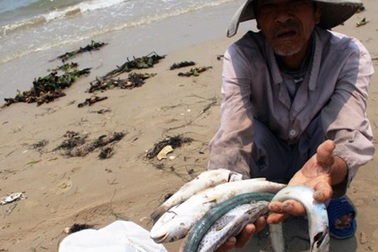 Cách chức một Cục trưởng Bộ Tài nguyên - Môi trường vì vụ Formosa