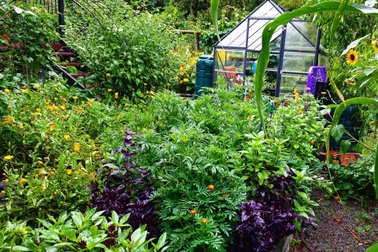 Khu vườn rau trái rộng 2.8000m2 của người phụ nữ đam mê trồng cây