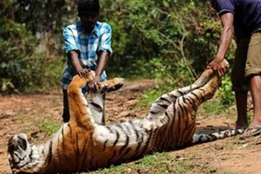 Cuộc đại tuyệt chủng thứ 6 đã bắt đầu trên Trái đất?