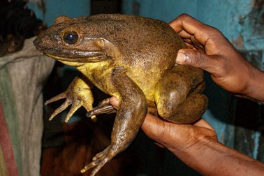 Loài ếch khổng lồ có cách xây “bể bơi nòng nọc” độc đáo