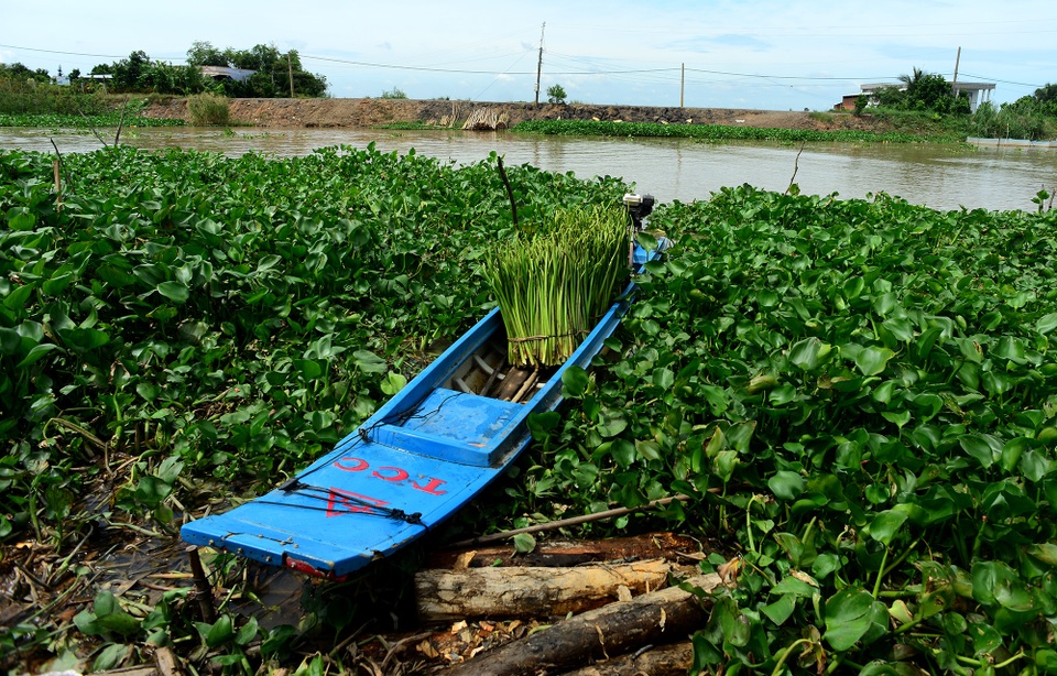 Long An: Kiếm thêm bạc triệu nhờ cắt lục bình - 12 Long An: Kiếm thêm bạc triệu nhờ cắt lục bình - 12