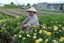 Làng hoa kiểng tất bật đón Tết	