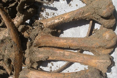 Phát hiện bộ xương động vật lạ