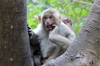 Hàng trăm con khỉ “tấn công” nhà dân 