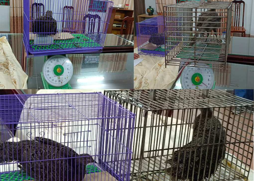 Xem gà tiền mặt vàng quý hiếm vừa được vườn quốc gia Hoàng Liên tiếp nhận - 3 Xem gà tiền mặt vàng quý hiếm vừa được vườn quốc gia Hoàng Liên tiếp nhận - 3