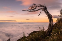 Cây phong ba Lảo Thẩn bị đốn hạ: Dân phượt tiếc nuối và tức giận!