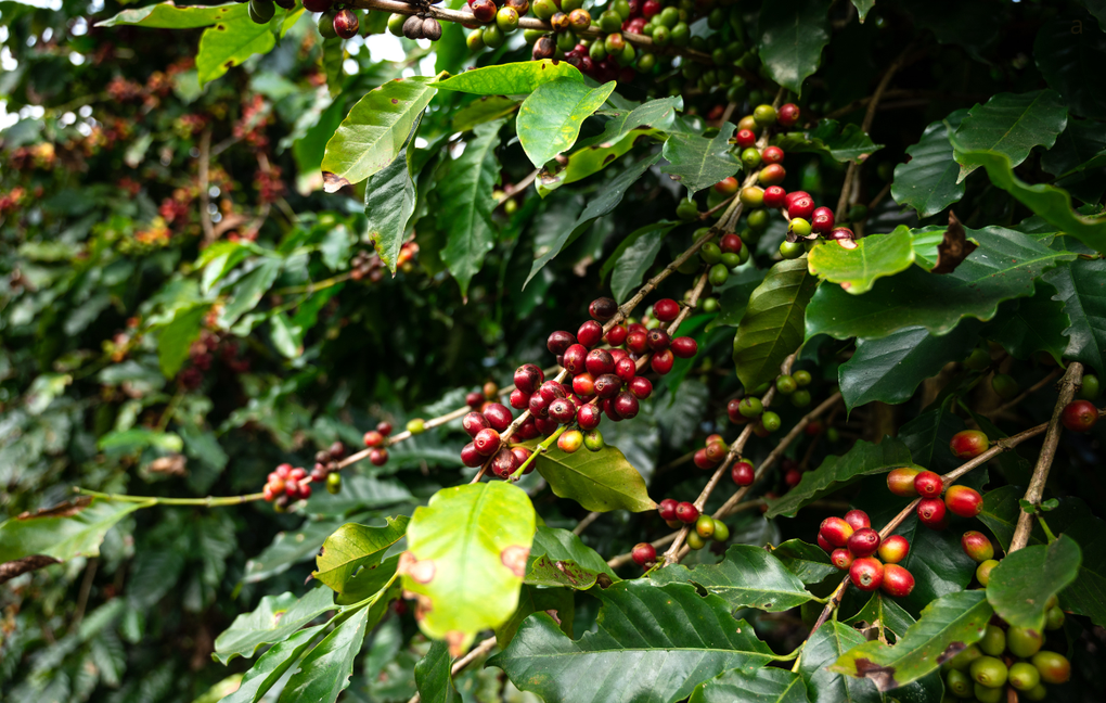 Mưa lớn ảnh hưởng vụ mùa Brazil, dự báo cà phê arabica cao cấp khan hàng - 1 Mưa lớn ảnh hưởng vụ mùa Brazil, dự báo cà phê arabica cao cấp khan hàng - 1