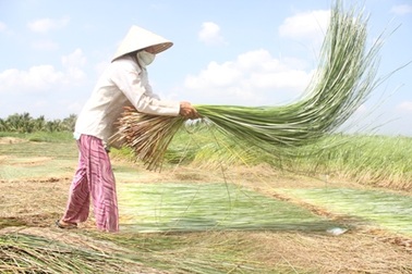 Kiếm bạc triệu nhờ trồng cây hoang dại