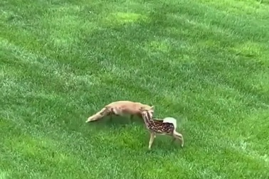 Hươu mẹ có mặt kịp thời, giải cứu con non khỏi bị cáo tấn công