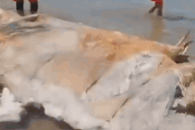 Sinh vật lạ như khối thịt khổng lồ trôi dạt vào bờ biển gây tò mò