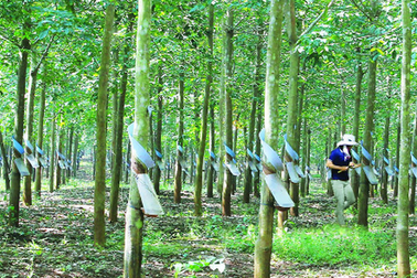 Chính phủ kén "rể nội" cho Tập đoàn cao su Việt Nam