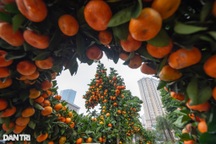 Quất cảnh dáng rồng rao bán hàng trăm triệu đồng ở vỉa hè Hà Nội