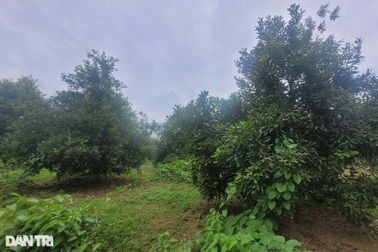 Vỡ mộng sau hàng chục năm trồng "cây tỷ đô", người dân chặt bỏ