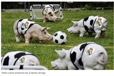 Huyền thoại Barcelona ví Real Madrid như... đàn lợn