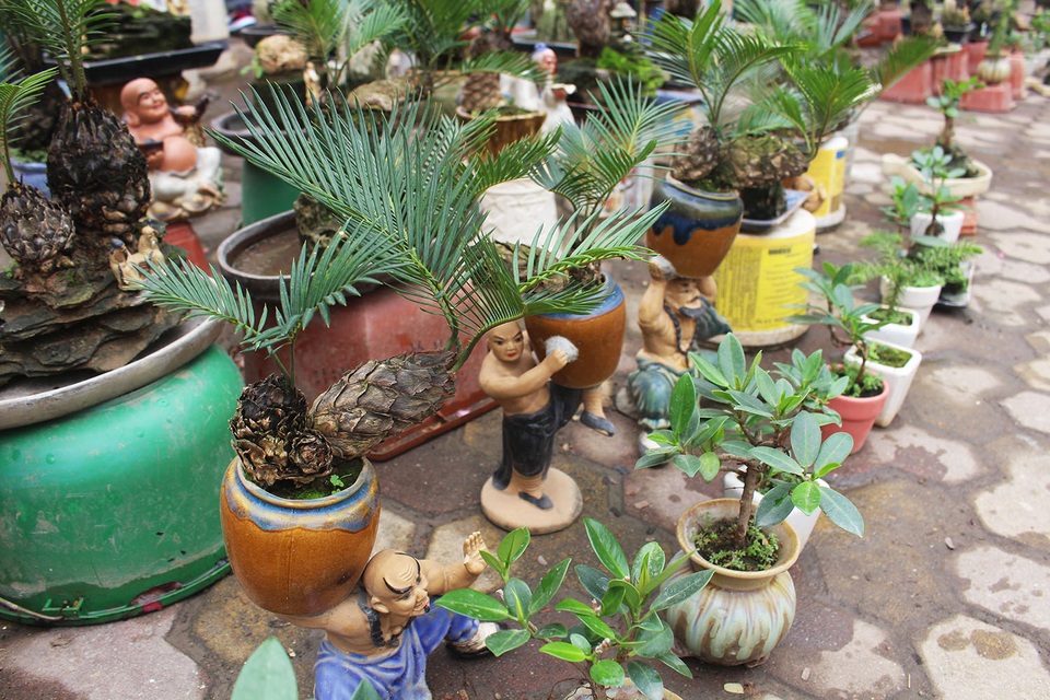 Chán mai, ngán đào, nhiều thượng đế săn lùng mua vạn tuế bonsai chơi Tết - 9 Chán mai, ngán đào, nhiều thượng đế săn lùng mua vạn tuế bonsai chơi Tết - 9