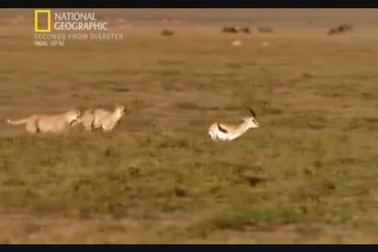 "Tuyệt kỹ" giúp linh dương đả bại cặp đôi báo gê-pa trong gang tấc