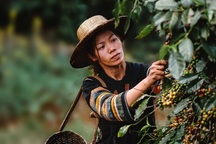 20 năm nâng tầm thương hiệu cà phê Việt