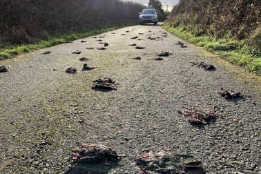 Bí ẩn hàng trăm con chim sáo chết la liệt trên đường quốc lộ