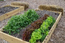 Rau sạch vườn nhà: Bí quyết trồng các loại rau nấu canh