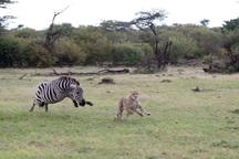 Ngựa vằn dũng cảm "đá bay" kẻ săn mồi chạy nhanh nhất thế giới