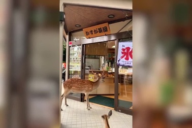 Hai con nai vào cửa hàng bánh ngọt, cúi đầu xin đồ ăn