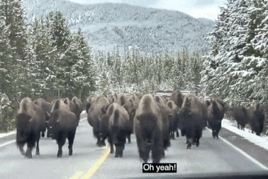 150 con bò rừng vây quanh một chiếc xe hơi