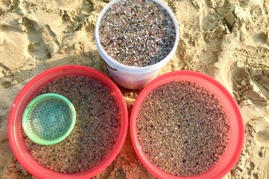 Đà Nẵng: Ngư dân thu tiền triệu mỗi ngày nhờ cào ốc gạo