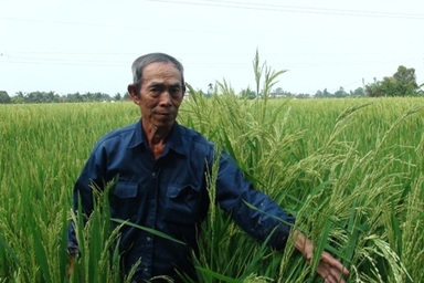 Người thuê đất trồng “lúa lạ” bị phạt 10 triệu đồng