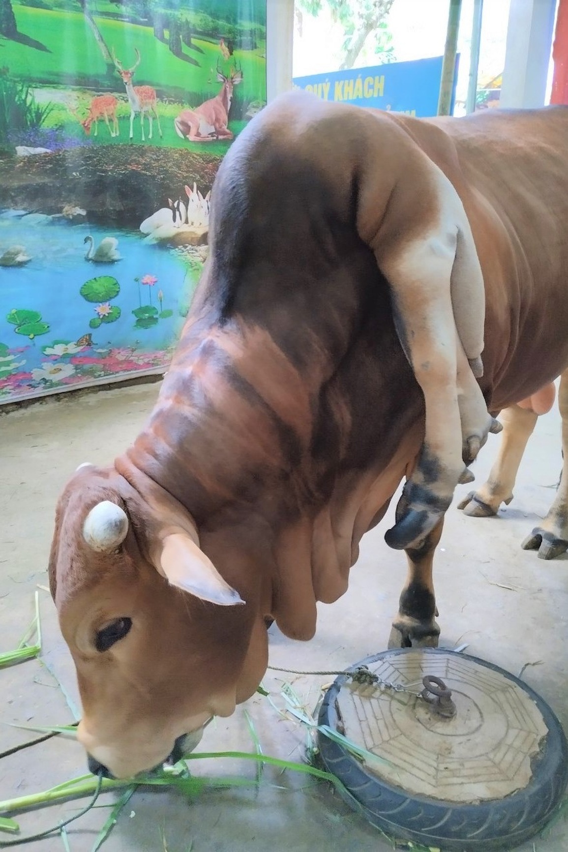 Cow with 6 legs and 2 tails, priced at 5 billion VND, the owner does not sell - 7