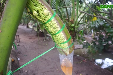 Bến Tre: Trồng dừa lấy mật từ hoa nông dân "sống khỏe"