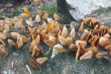 Bướm "nữ chúa rừng" xuất hiện dày đặc trong Vườn quốc gia Hoàng Liên