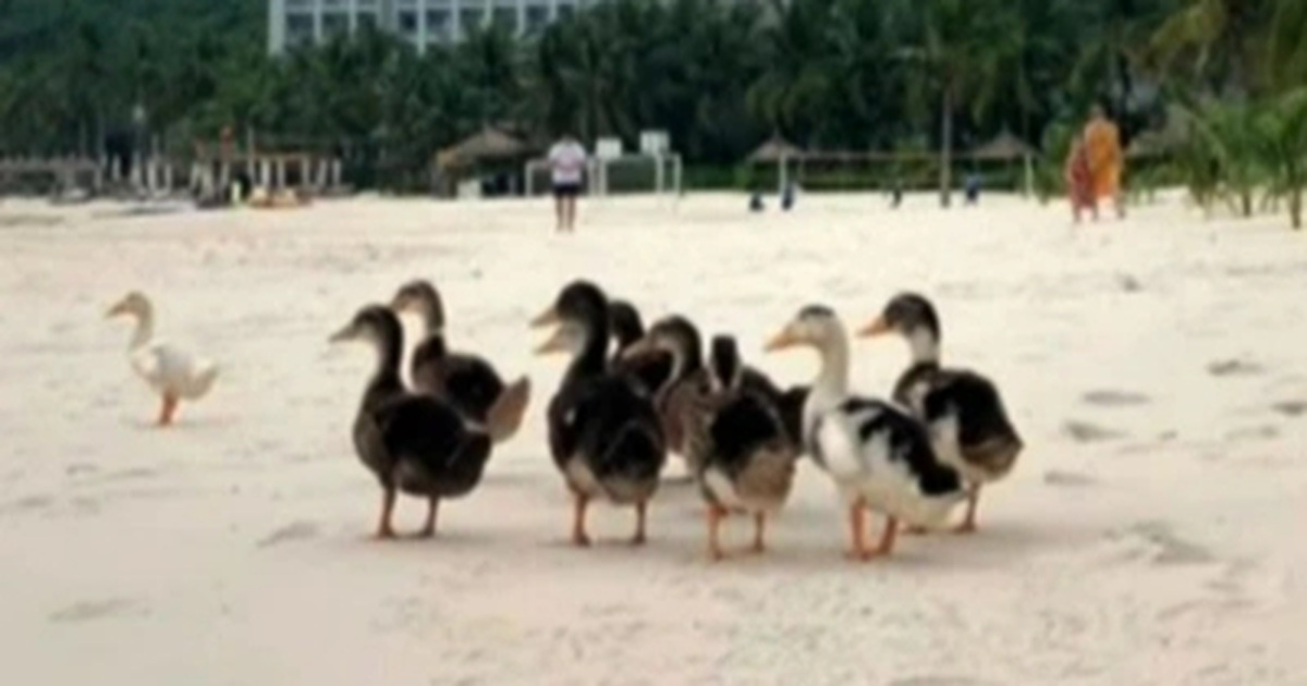 Đàn vịt bị lũ lịch sử cuốn trôi, vượt 3km đường biển dạt vào resort 5 sao