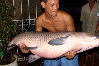 Câu được cá trắm “cụ” nặng 37,2 kg