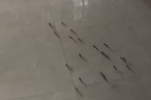 Dở khóc dở cười đàn cá bơi tung tăng trong nhà ở Hà Nội sau trận mưa lớn