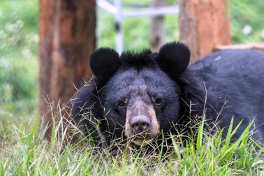 Cơ sở bảo tồn gấu Ninh Bình mở cửa tham quan miễn phí