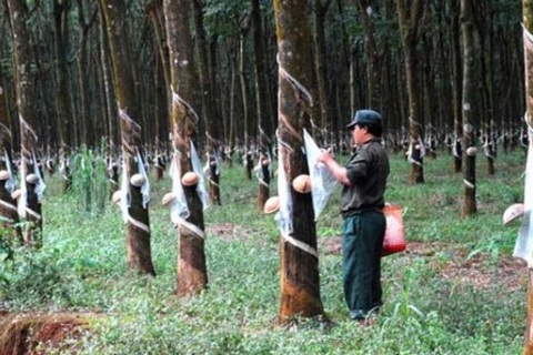 HA.GL và Tập đoàn Cao su VN bị cáo buộc phá rừng ở nước ngoài