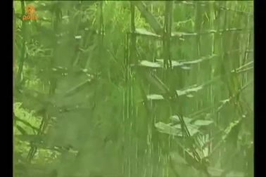 Mỹ Linh hát "Thì thầm mùa xuân"