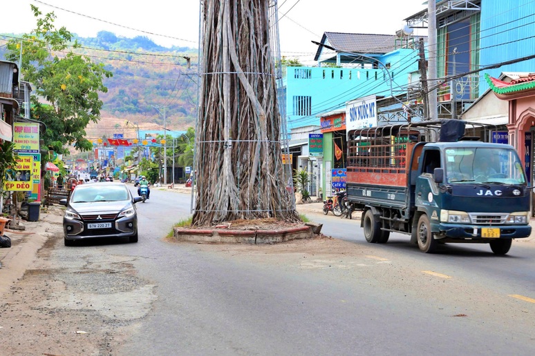 Lý do cây dầu 300 năm tuổi mọc giữa đường ở An Giang nhưng không thể đốn hạ