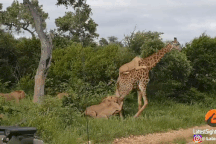 Bầy sư tử cố vật hươu cao cổ xuống đất suốt 5 tiếng nhưng bất thành