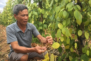 Quảng Bình: Nông dân điêu đứng vì tiêu chết hàng loạt