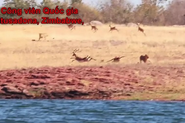 Linh dương trả giá đắt vì nhảy qua đầu sư tử khi đang chạy trốn