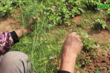 Ngôi làng Hà Nội trồng loại cây "giải xui", chỉ thu hoạch 5 ngày cận Tết